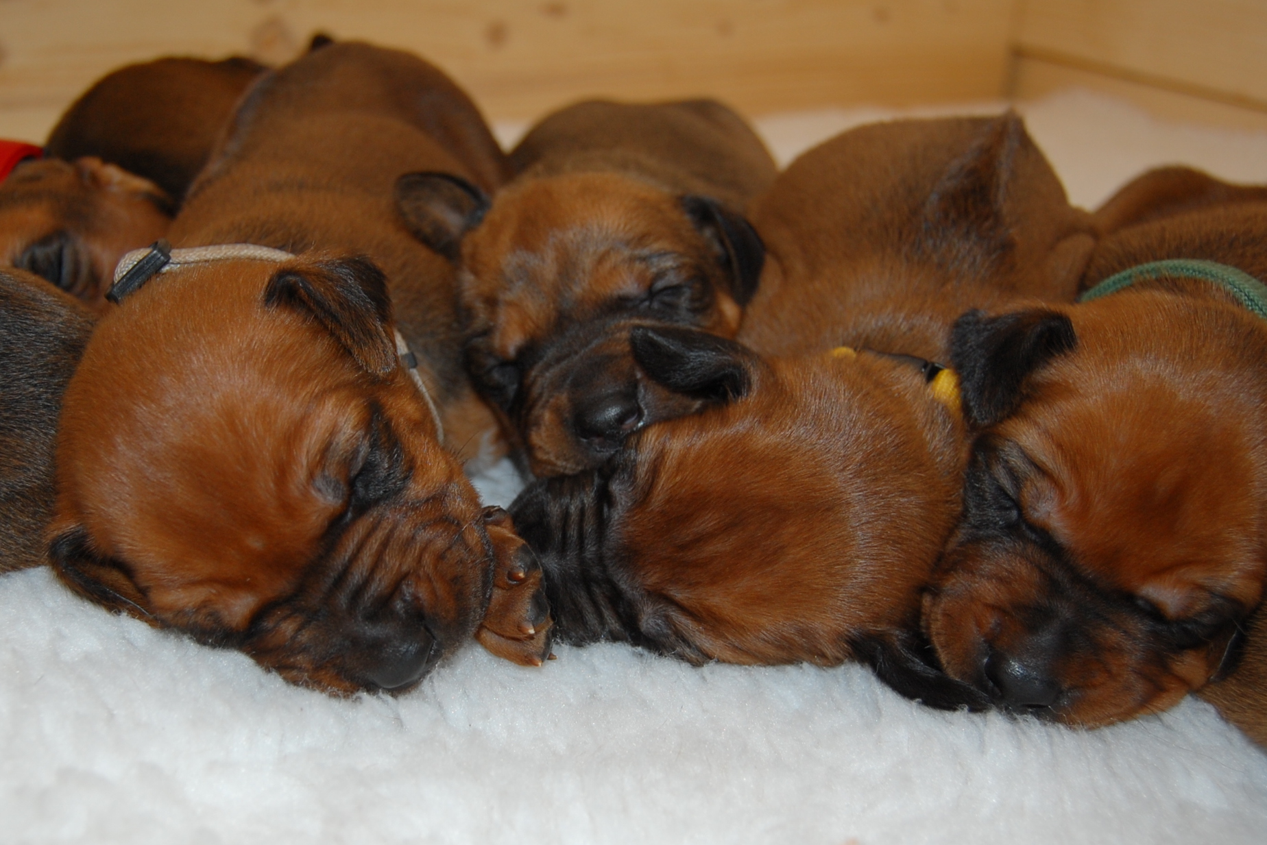 “F” puppies – photos from 2nd week